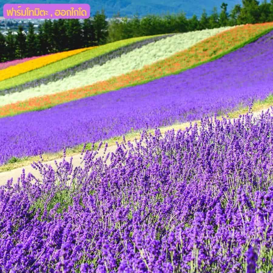 My Image 5